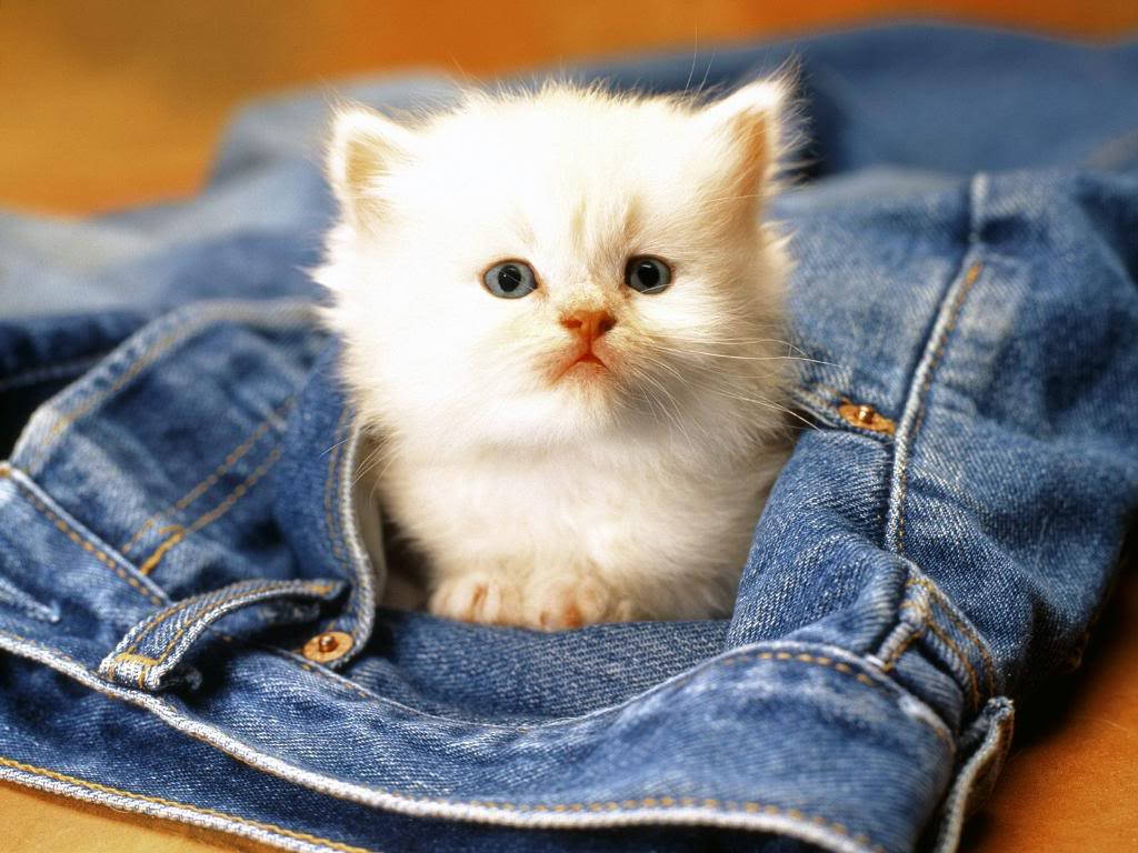 Süßestier Katze Auf Jeansstoff Wallpaper