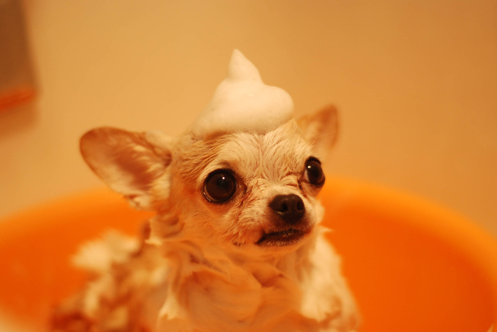 Cute Animal Chihuahua Taking A Bath Wallpaper