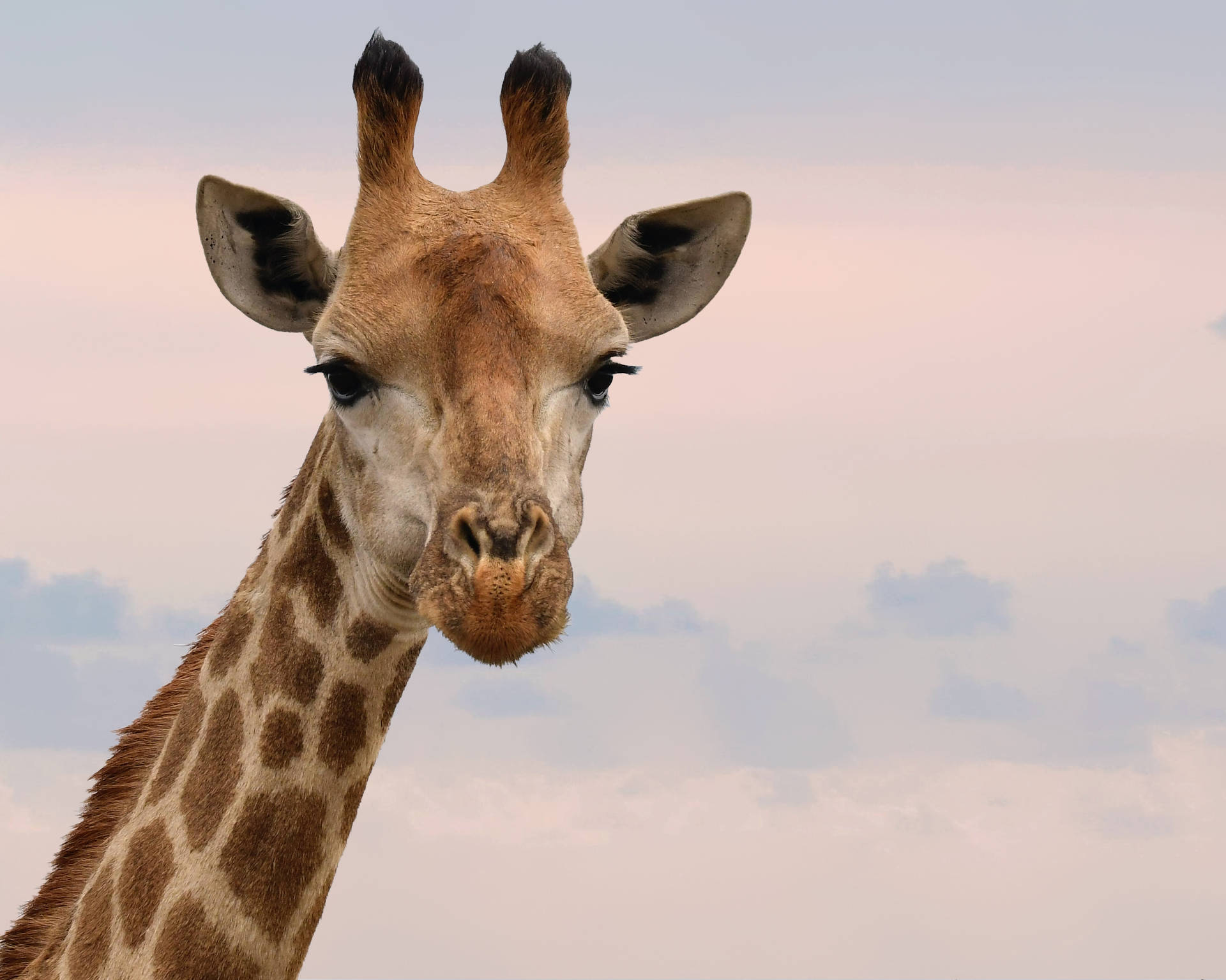 Cute Animal Giraffe Face Wallpaper