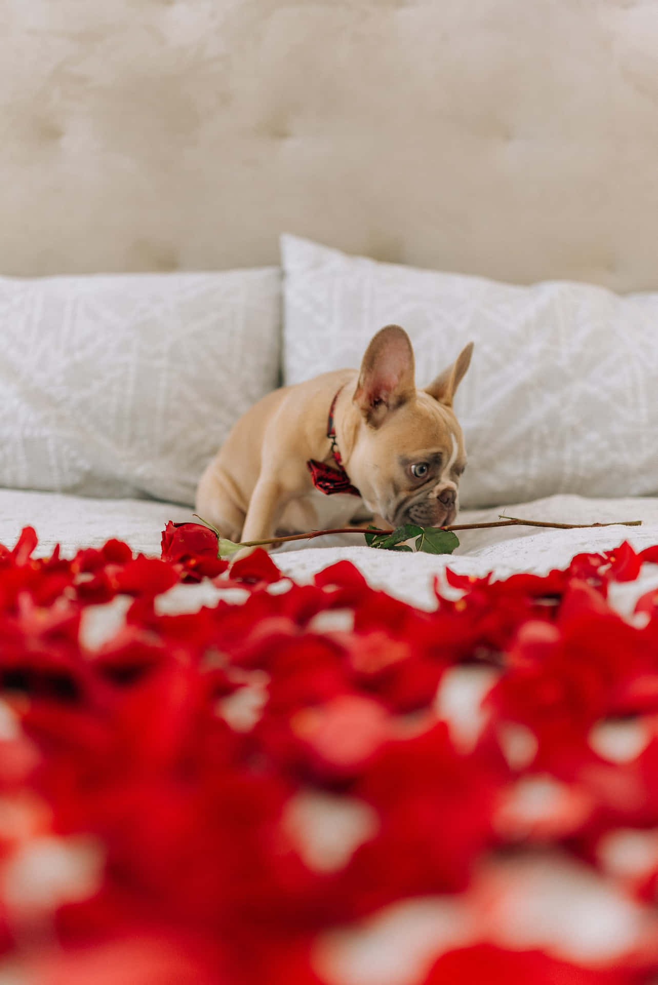 A French Bulldog Laying On A Bed With Rose Petals Wallpaper