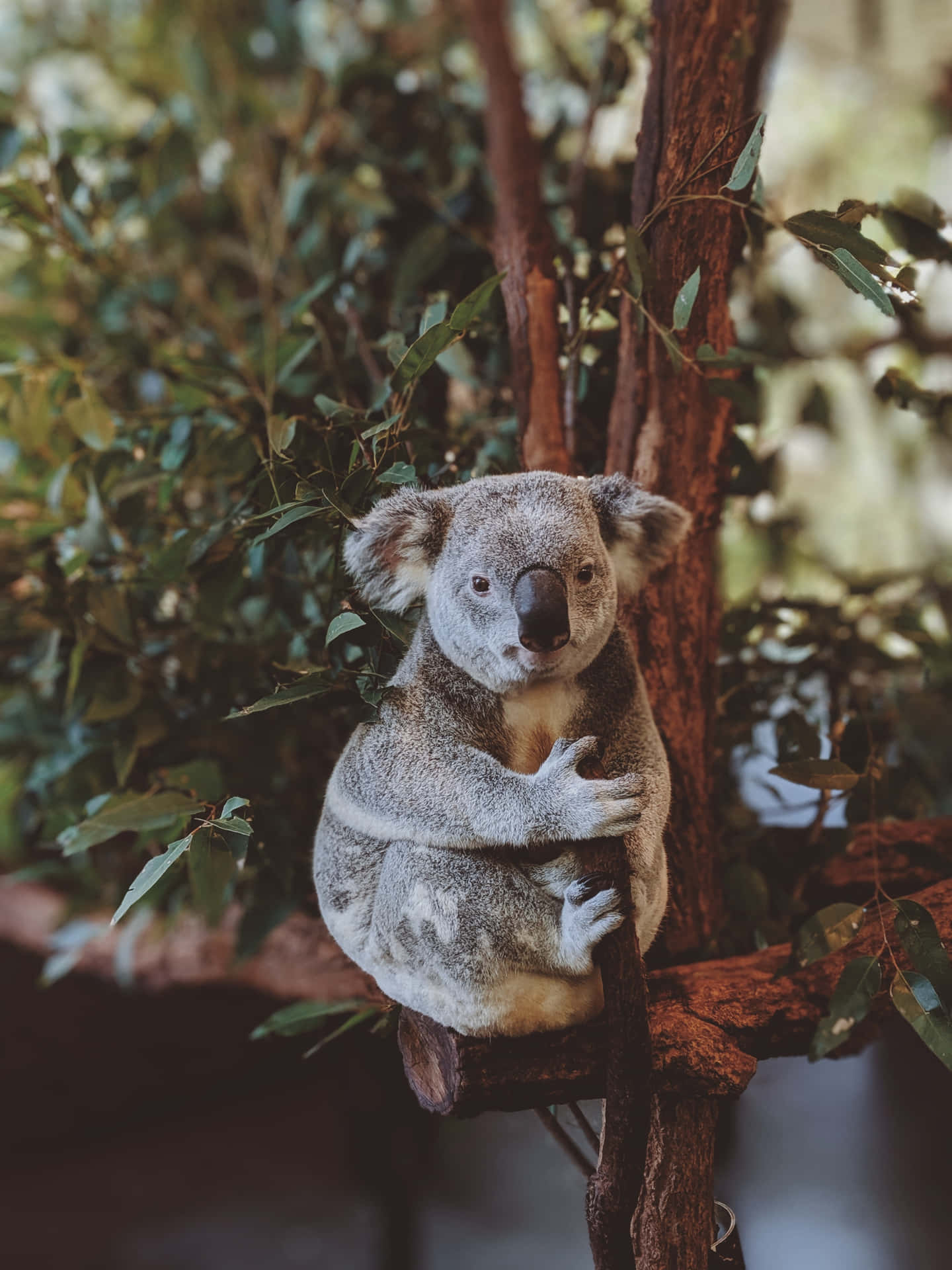 Unoso Koala Sentado En Una Rama De Un Árbol Fondo de pantalla