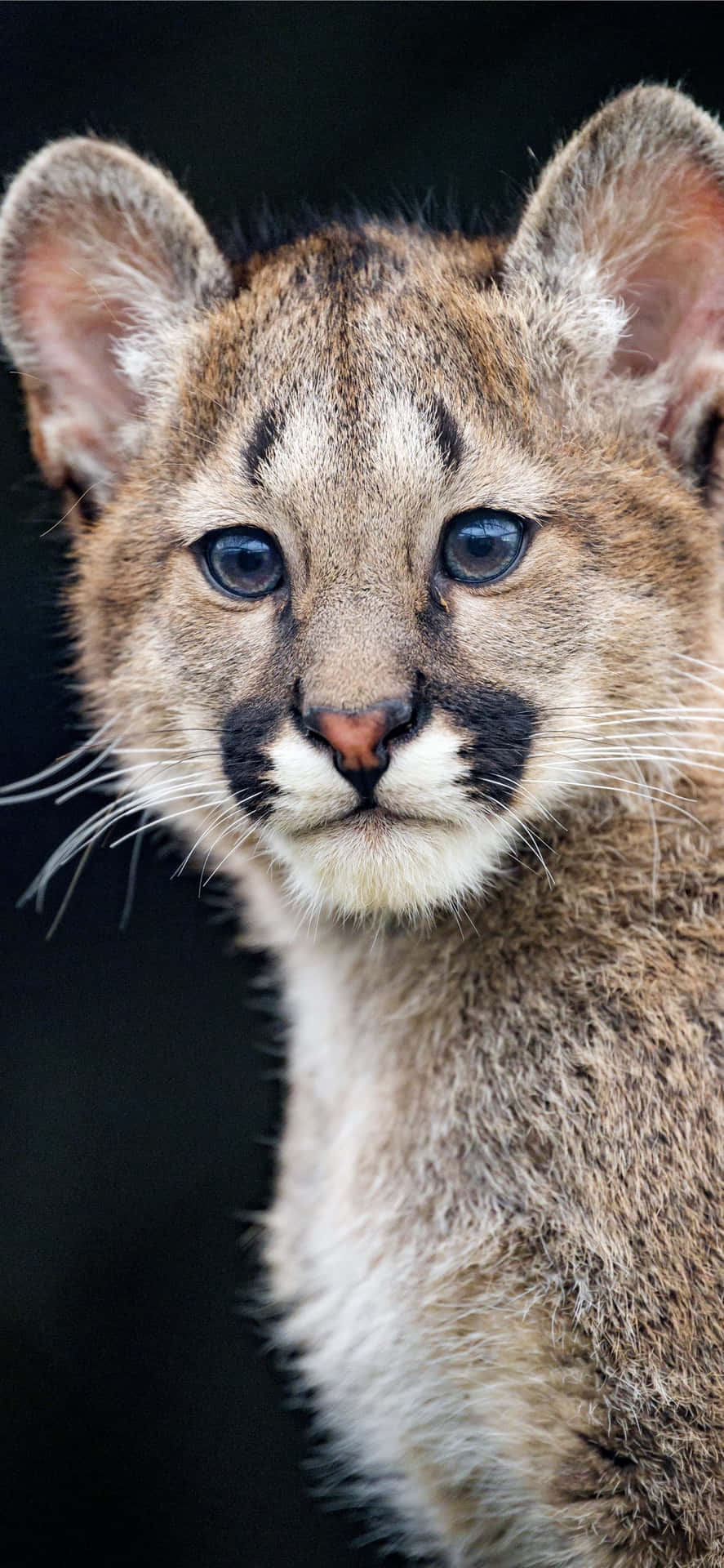 A Baby Mountain Lion Is Looking At The Camera Wallpaper