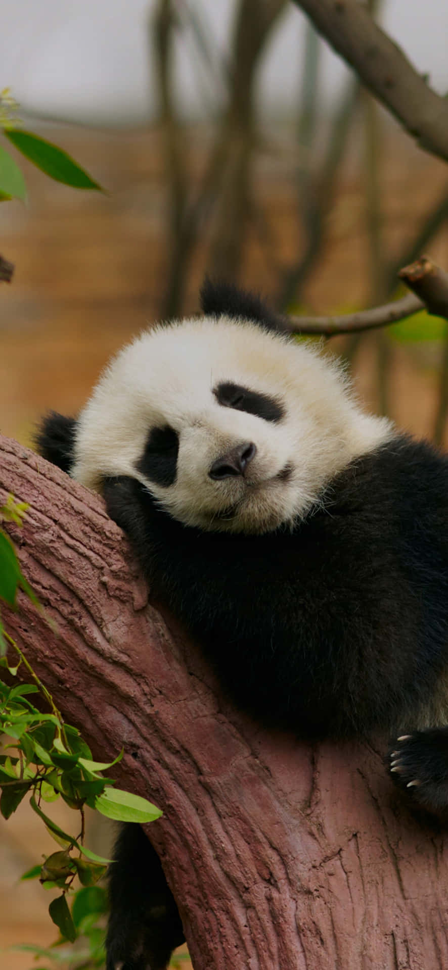 A Panda Bear Is Sleeping On A Tree Branch Wallpaper