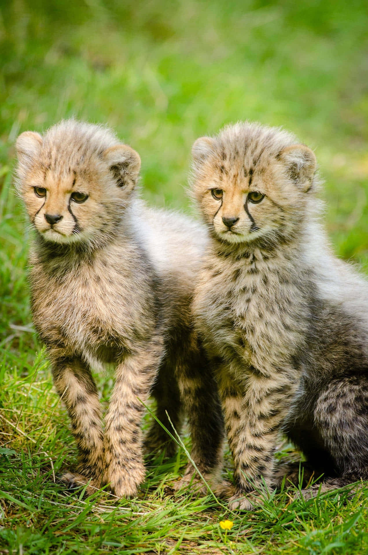 To cheetah unger sidder på græsset Wallpaper