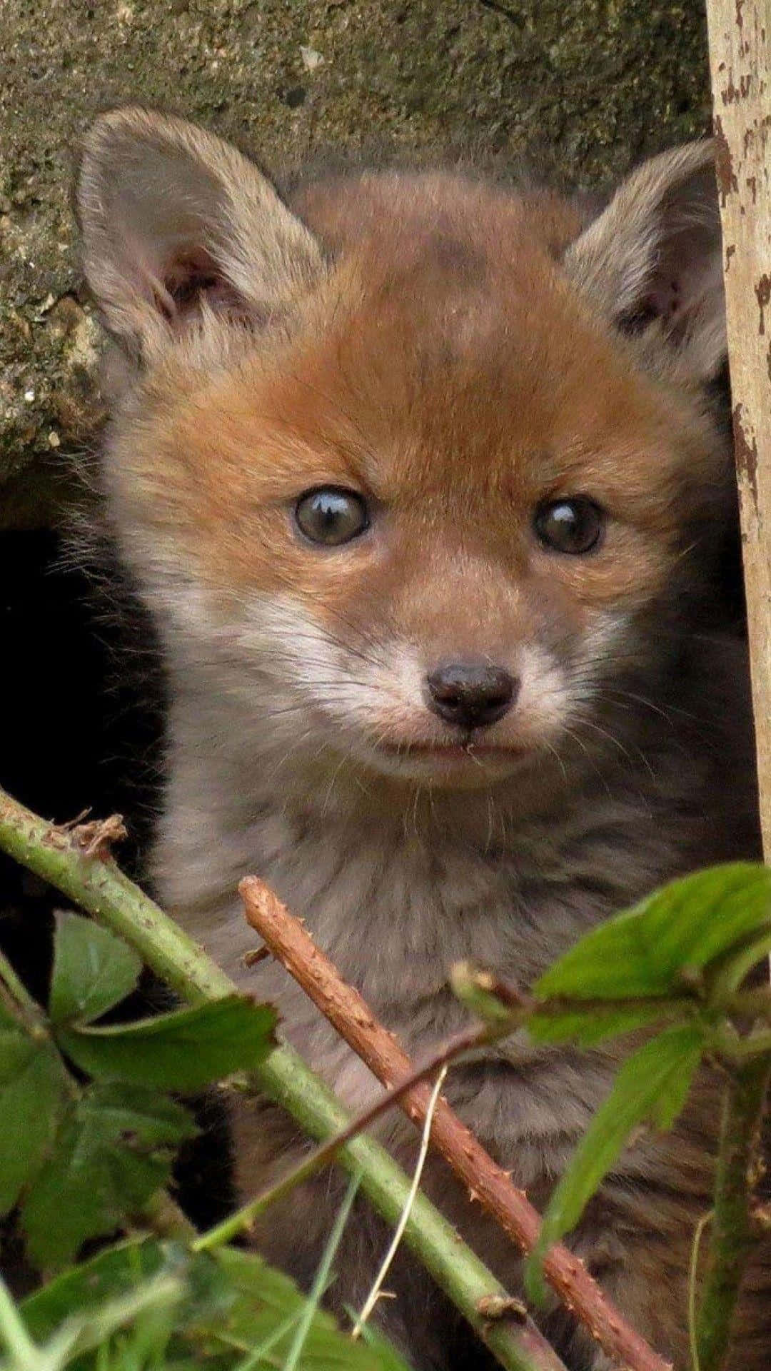 A Fox Cub Is Peeking Out Of A Hole In The Ground Wallpaper