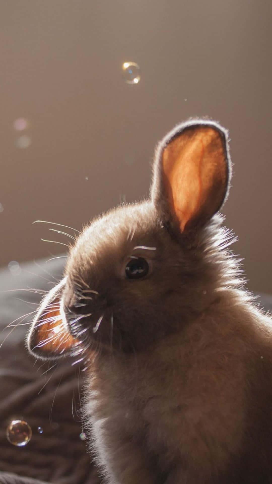 Einkleines Kaninchen Sitzt Auf Einem Bett Mit Blasen. Wallpaper