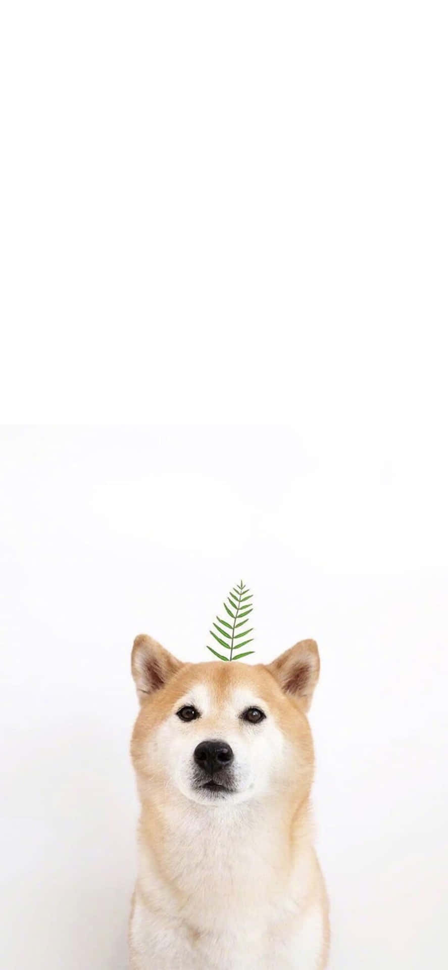 Närmadig Naturen Med Denna Bedårande Cute Animal Iphone-bakgrundsbild. Wallpaper