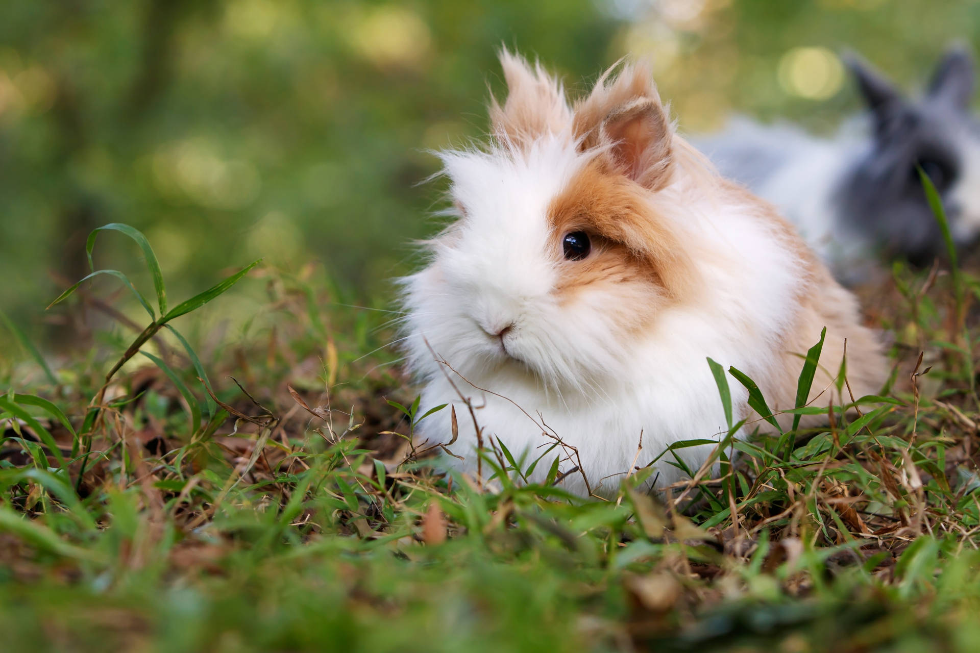 Cute Animal Lionhead Rabbit