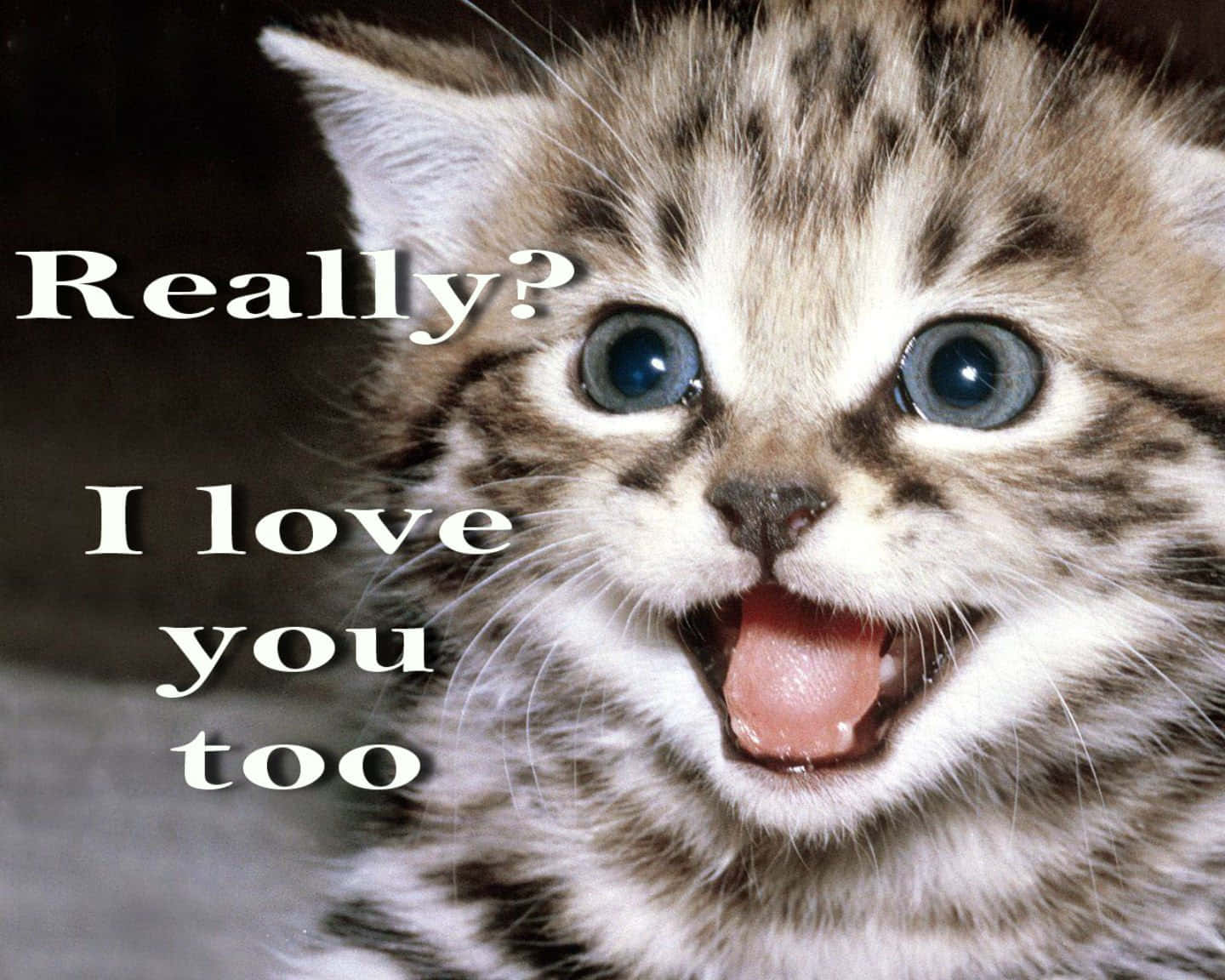 Cuteness Overload – Just Look at Those Sweet Animal Memes!" Wallpaper