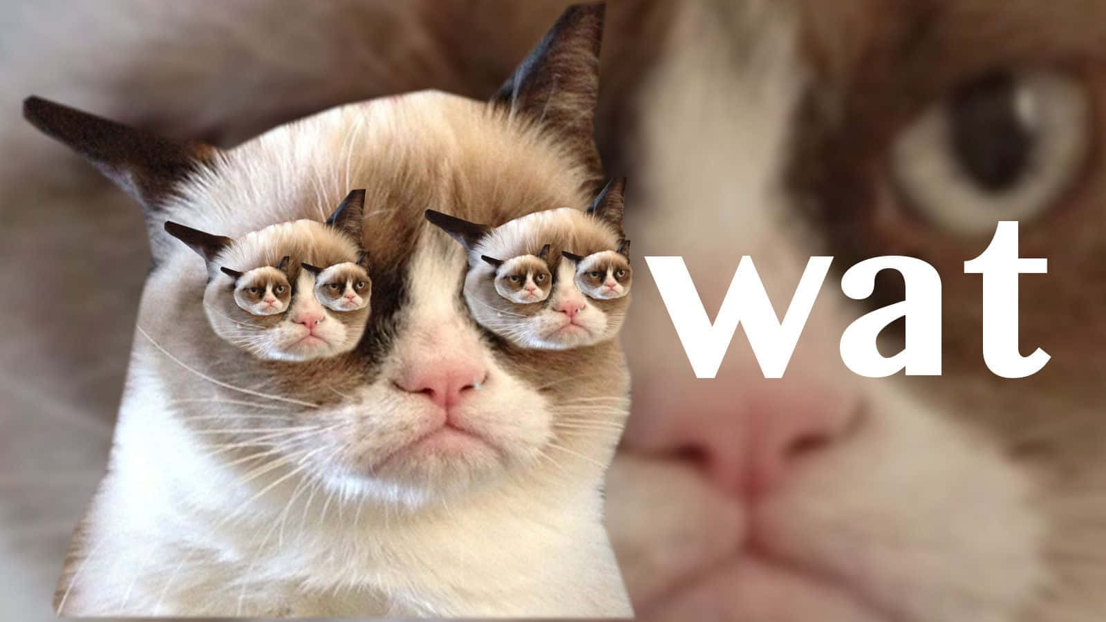 Brighten Up Your Day With A Cute Animal Meme Wallpaper