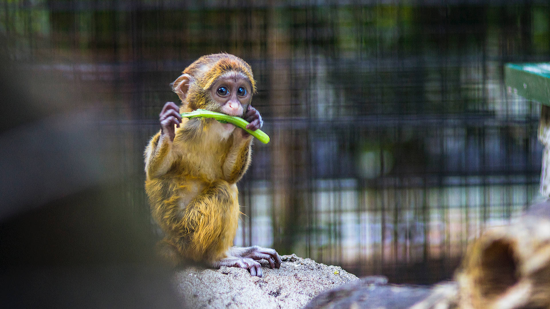 Cute Animal Monkey Infant Eating Celery Wallpaper