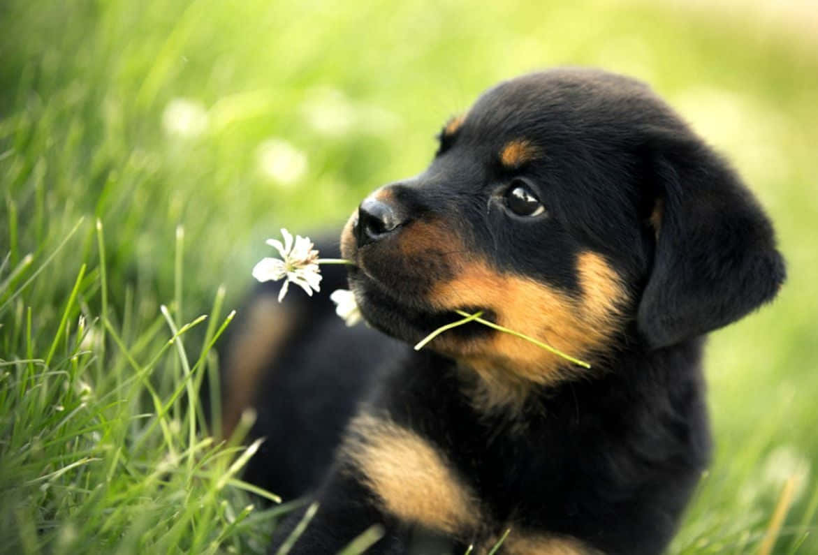 Cute Animal Black Puppy Picture