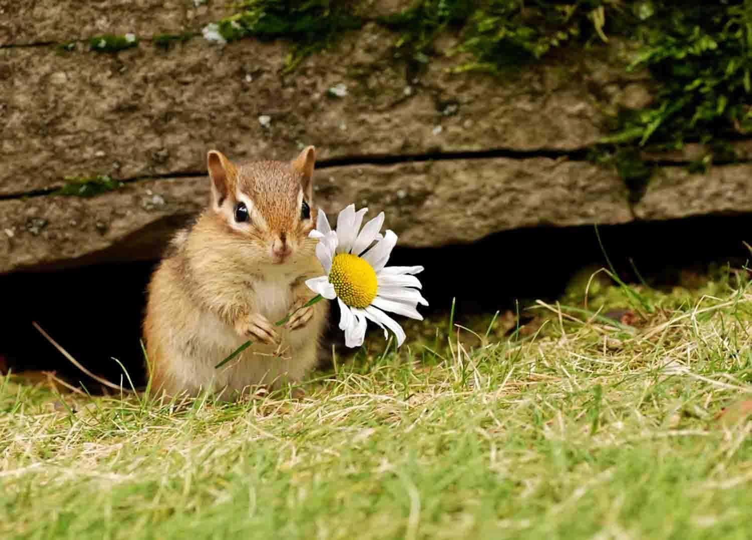 Cute Animal Chipmunk Picture