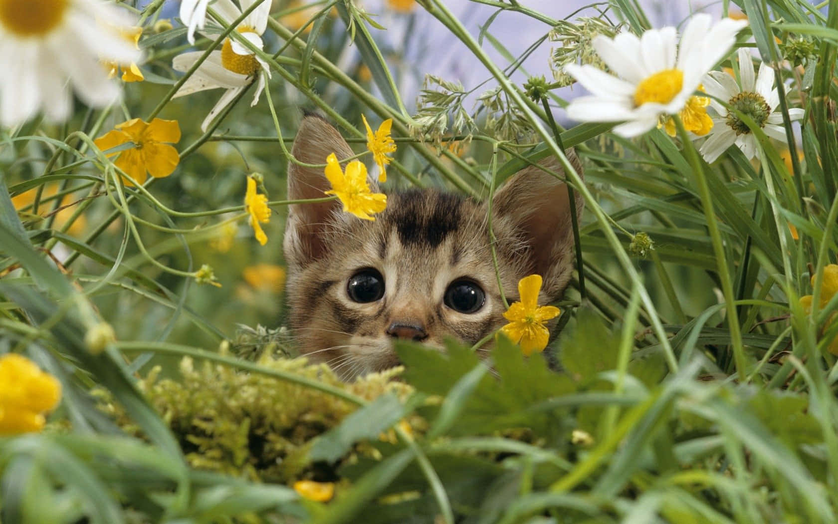 Sötdjurbild På En Katt Och Blommor.