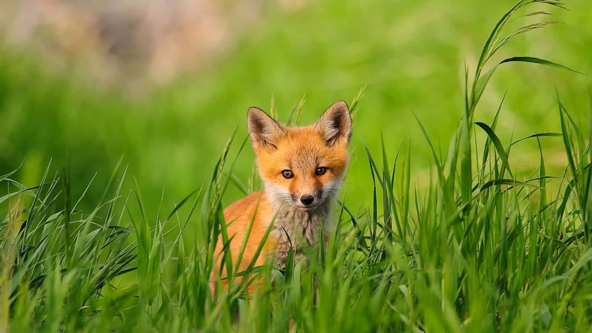 Cute Animal Baby Fox Picture