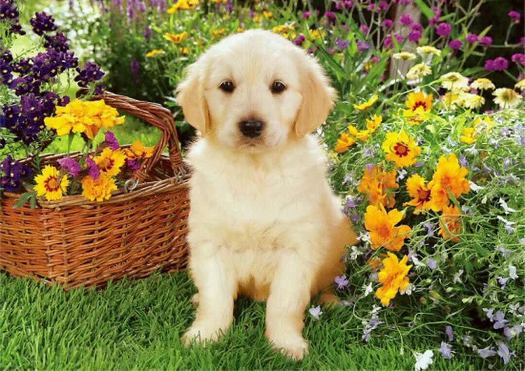 Cute Animal Garden Puppy Picture