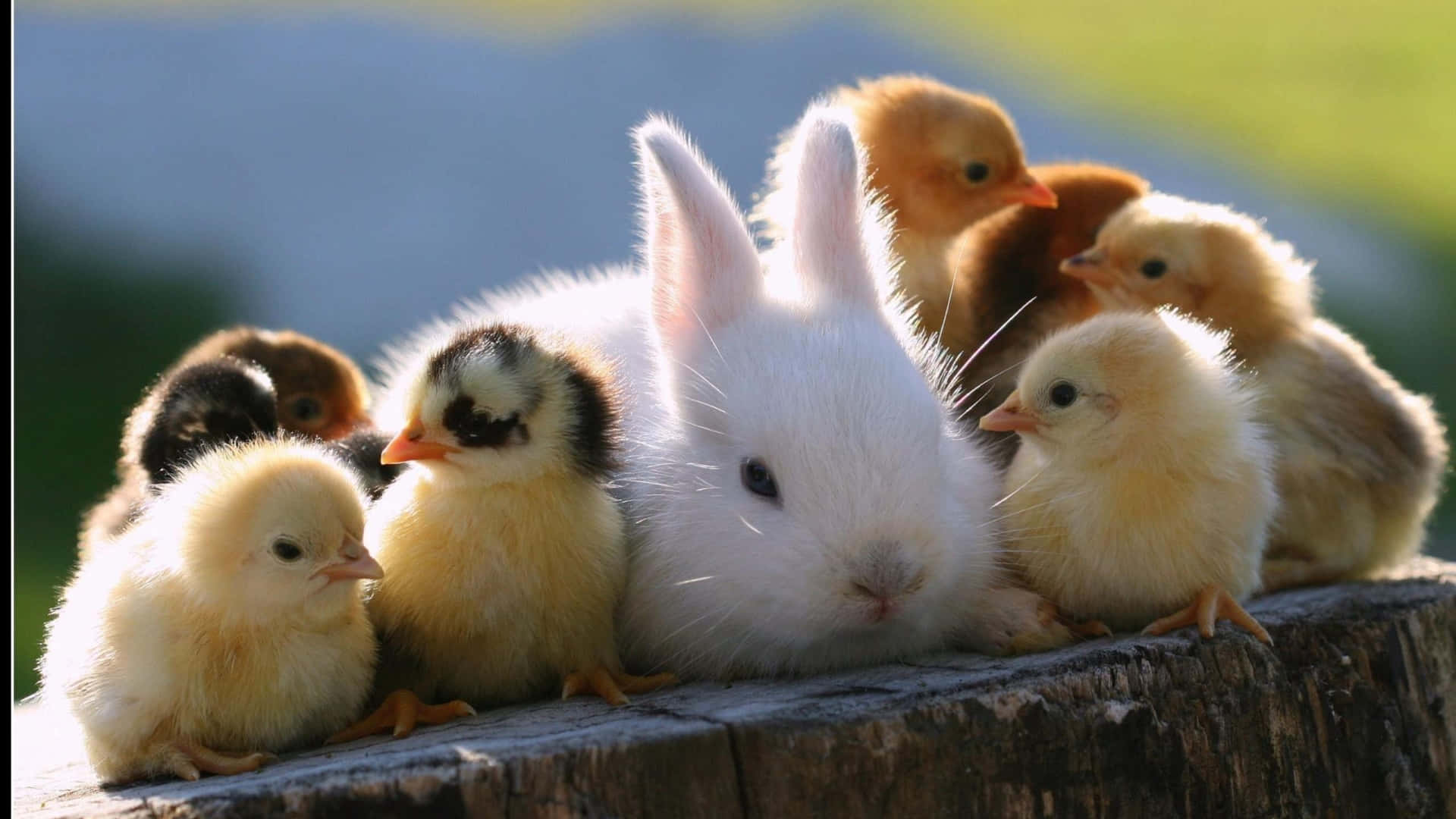 Cute Animal Rabbit And Ducklings Picture