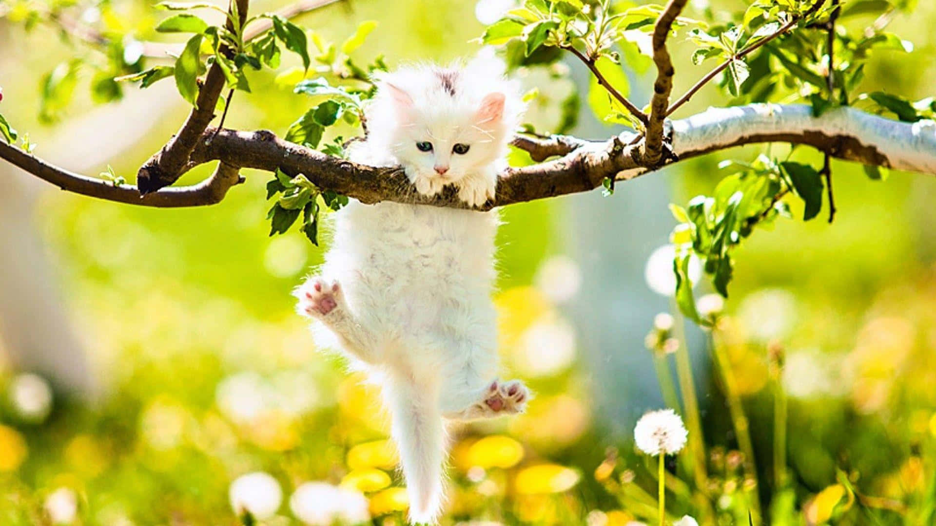 Funny Cute Animal Cat Picture