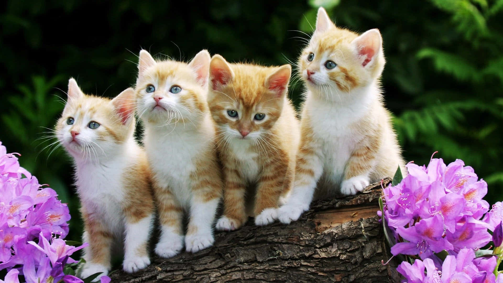 Cute Animal Kittens Picture