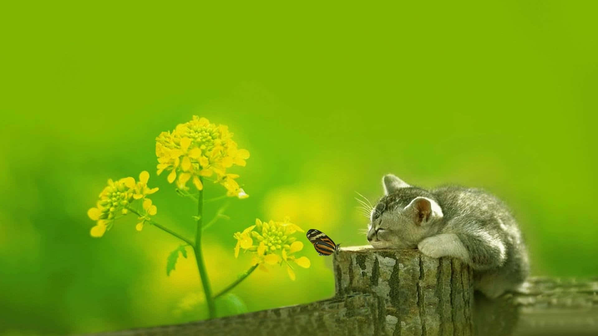 Imagende Un Lindo Gato Verde Con Animales