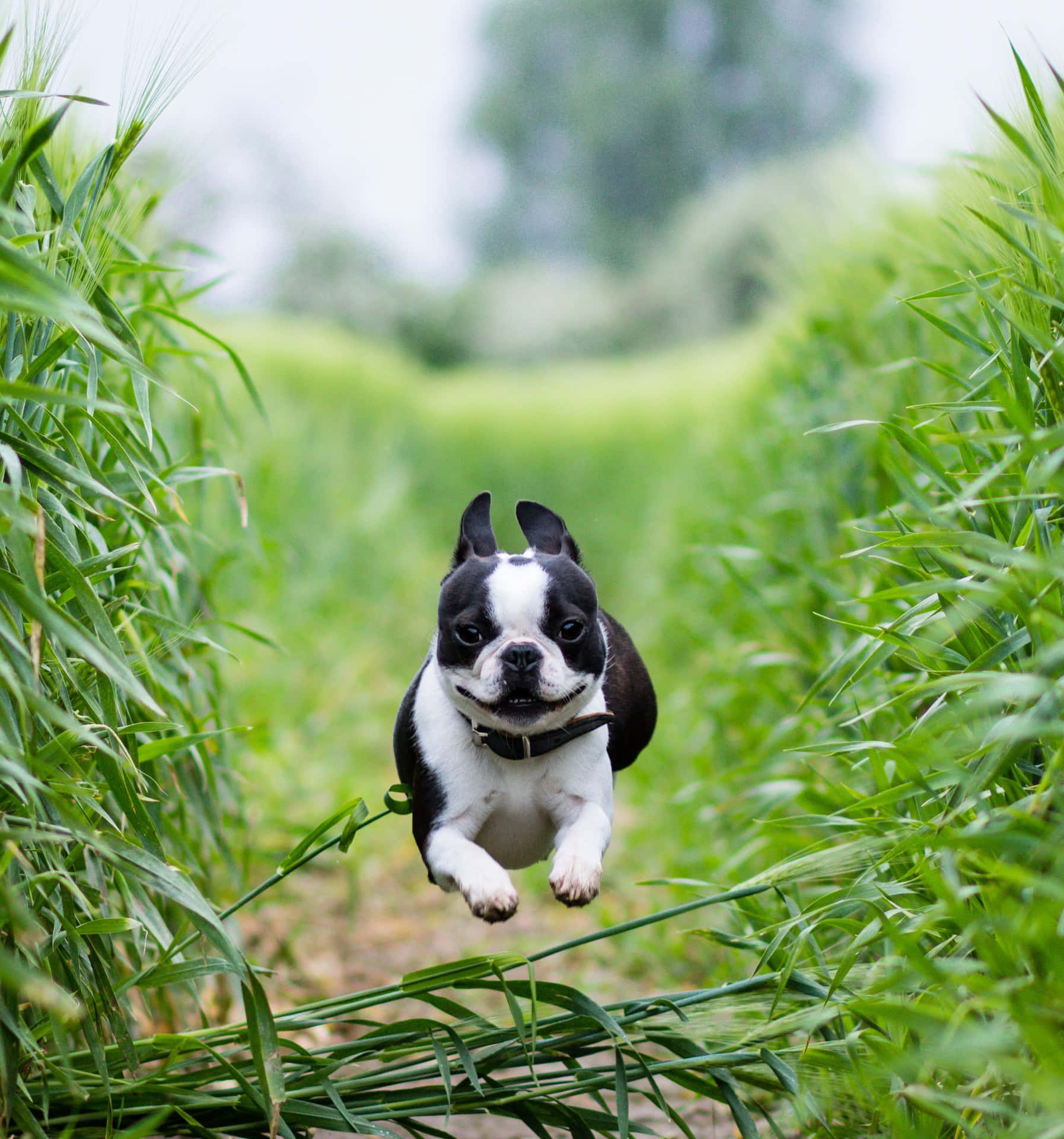Cute Animal Boston Terrier Dog Picture