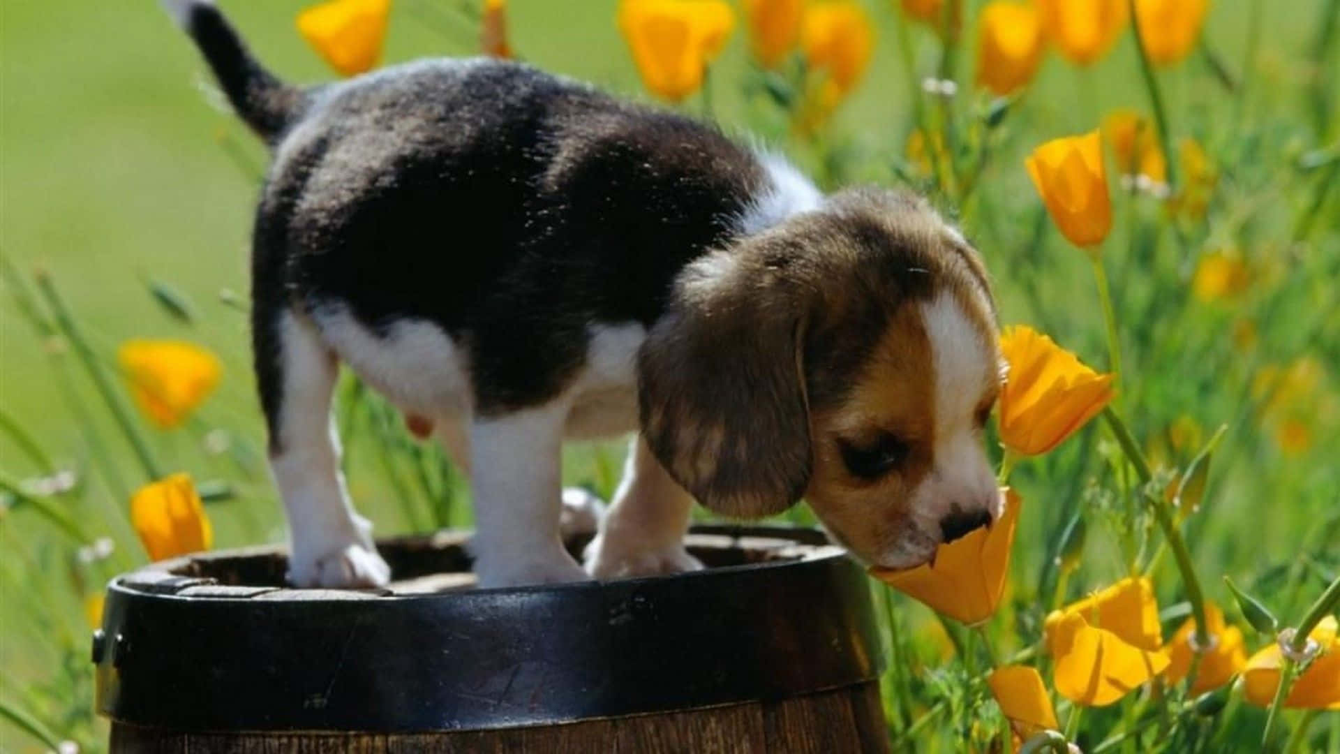 Niedlichestier-beagle-hundebild