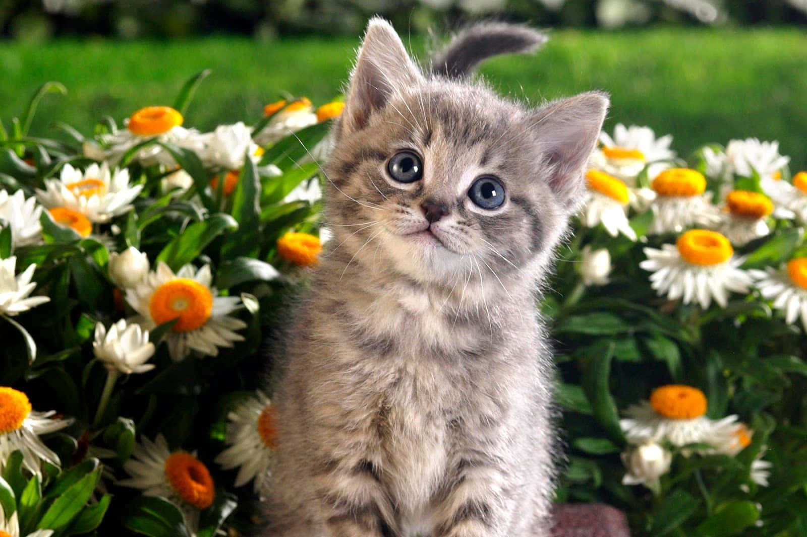 Cute Animal Grey Cat Picture