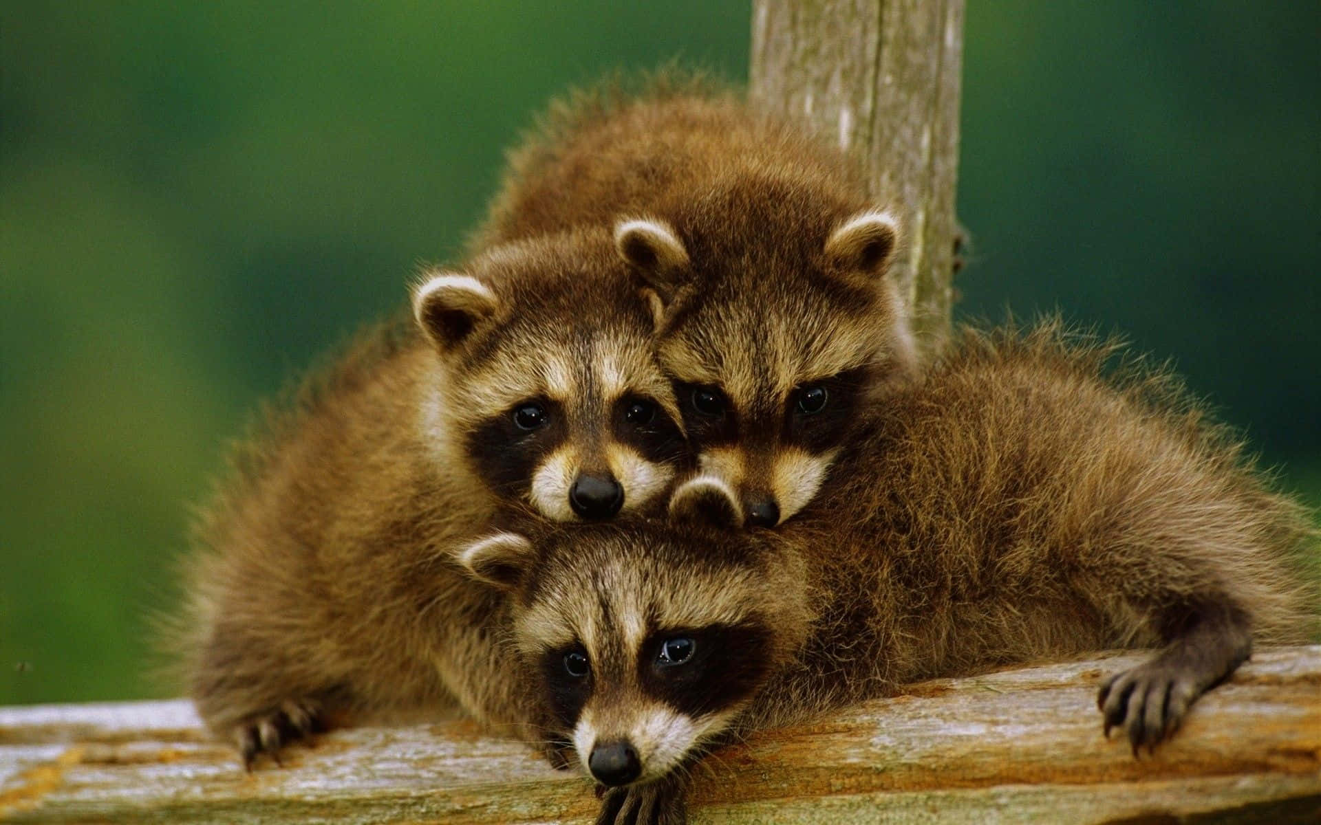 Cute Animal Raccoons Picture