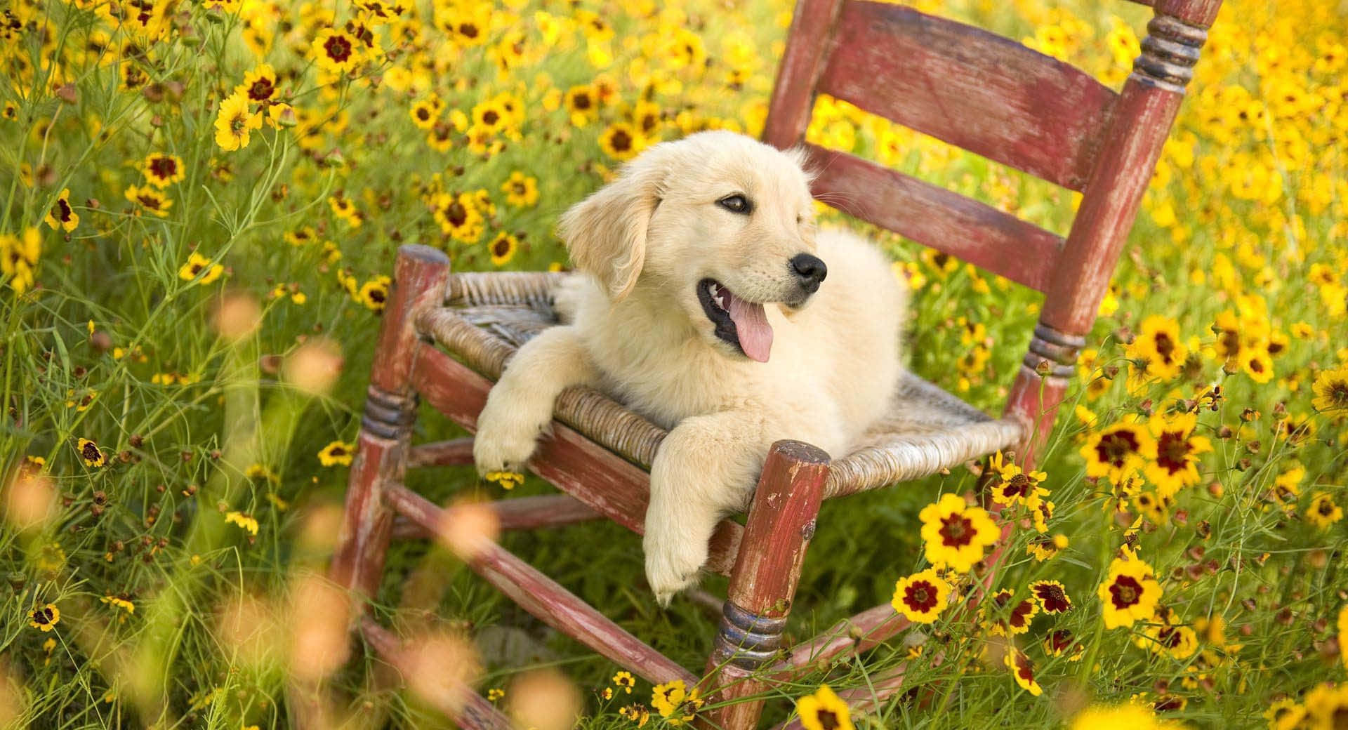 Sötbild På En Golden Retriever Hund