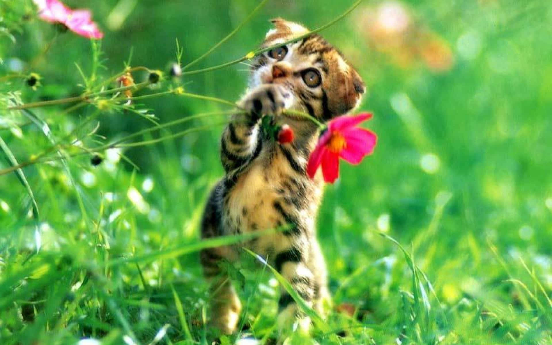 Cute Animal Bengal Cat Picture