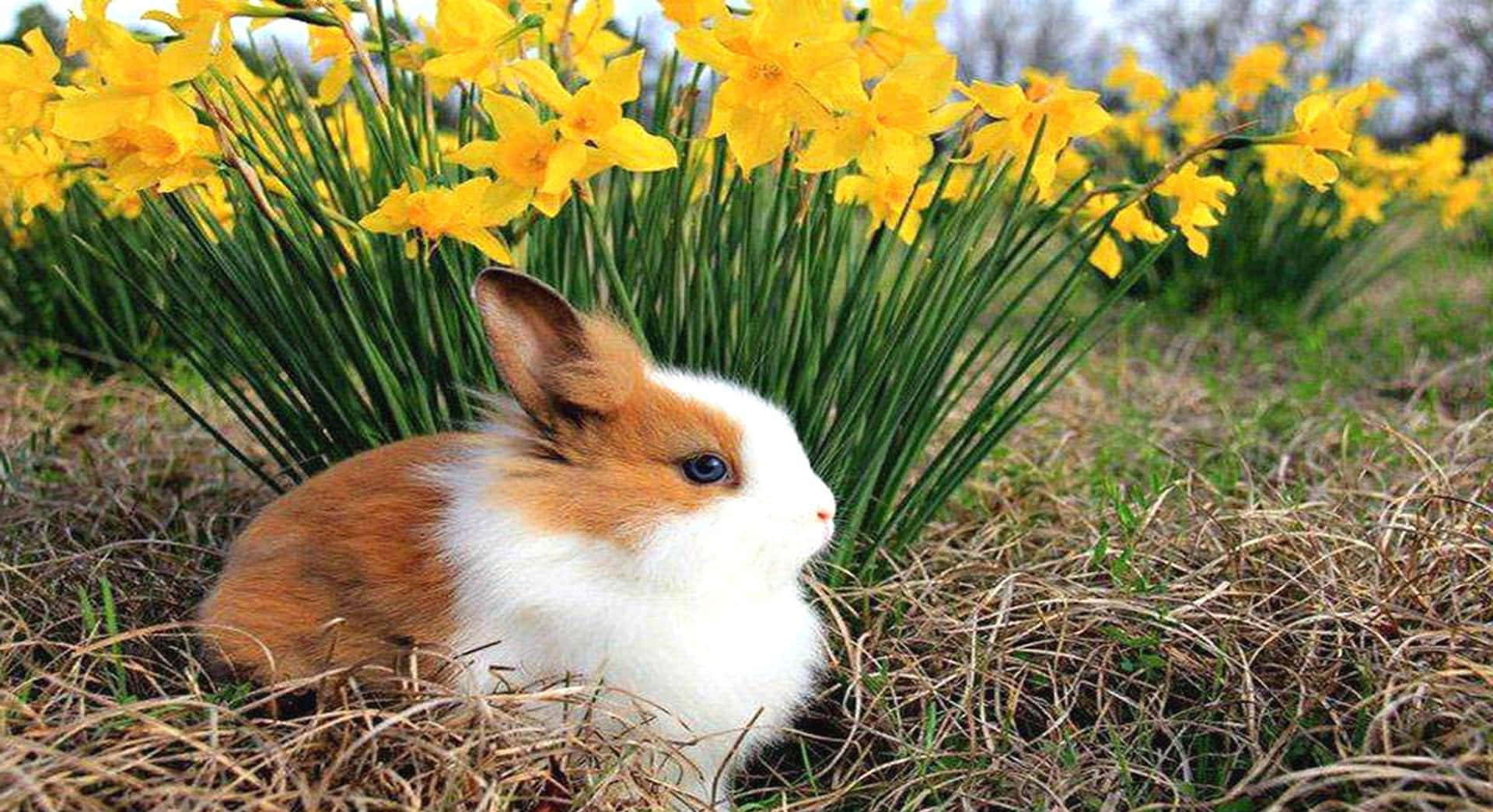 Sødtbillede Af En Kanin
