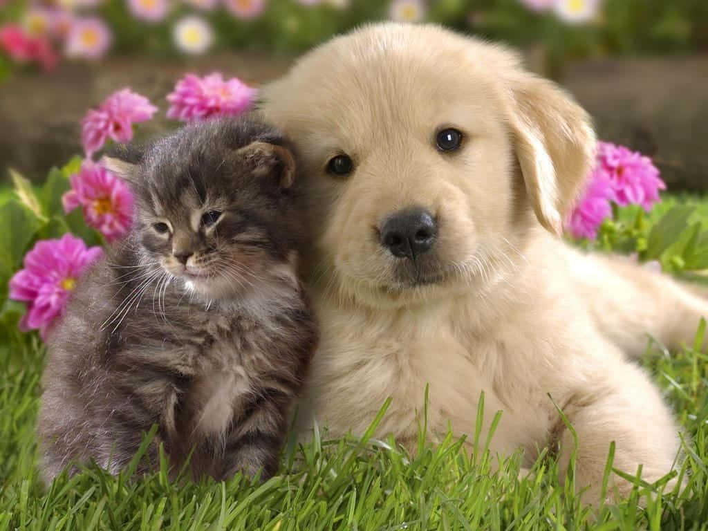 Süßesbild Von Einem Katzen- Und Hunde-tier