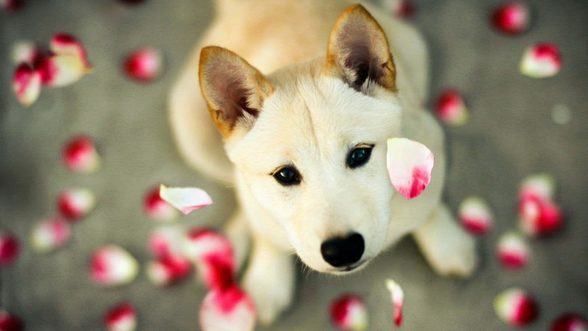 Sötdjurbild Med Blommor Och Hund