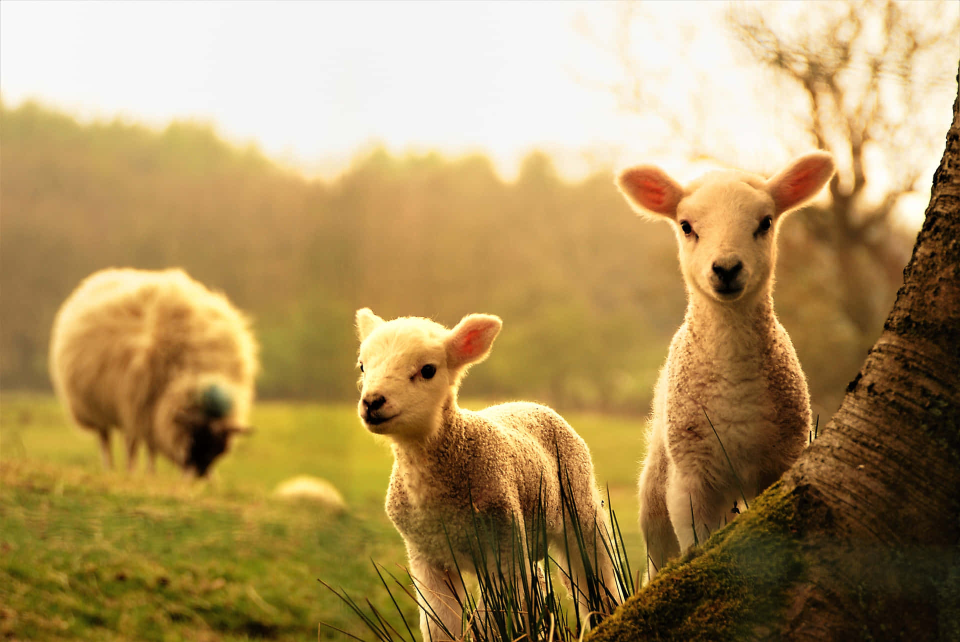 Cute Animal Lambs Picture