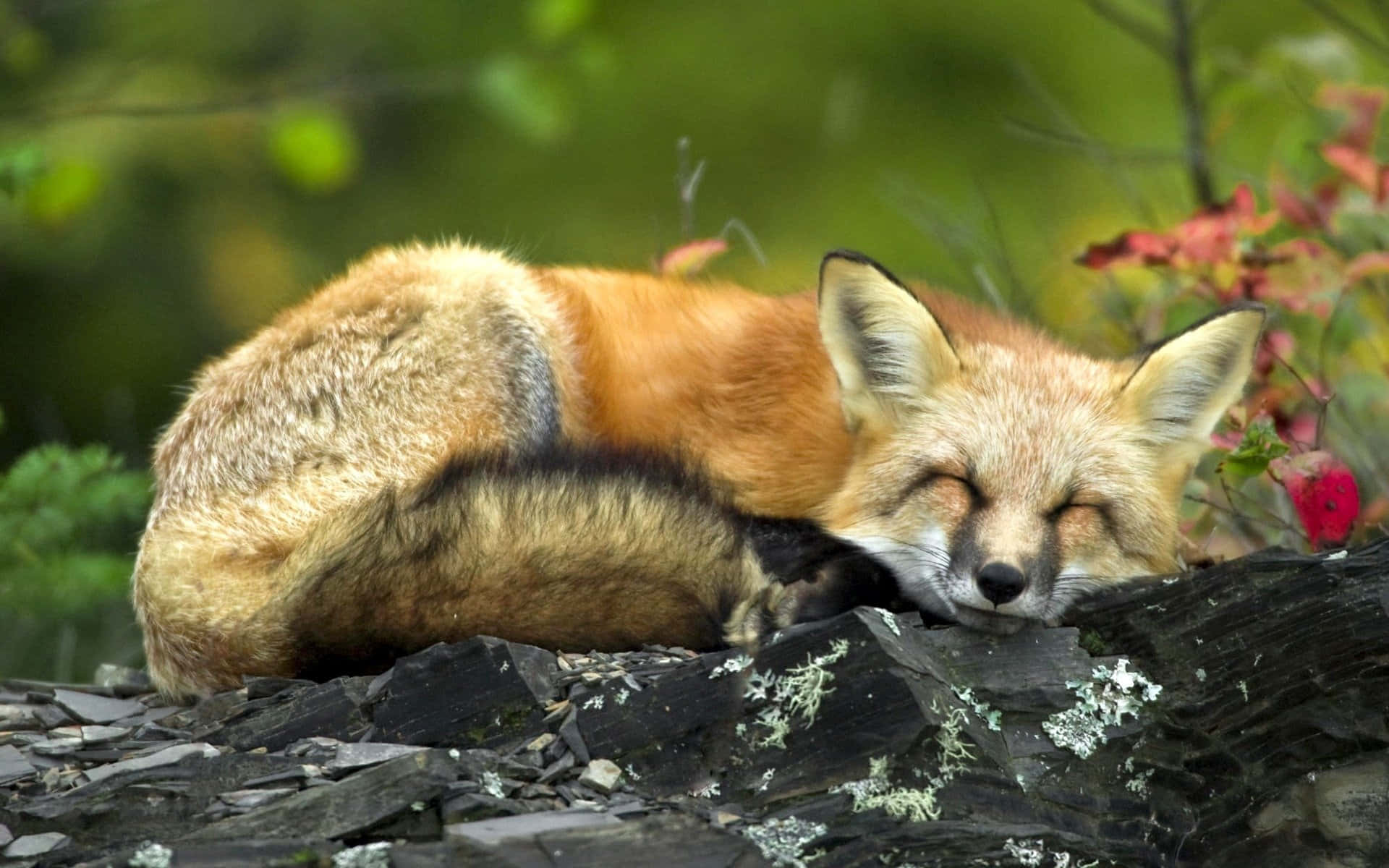 Cute Animal Fox Picture