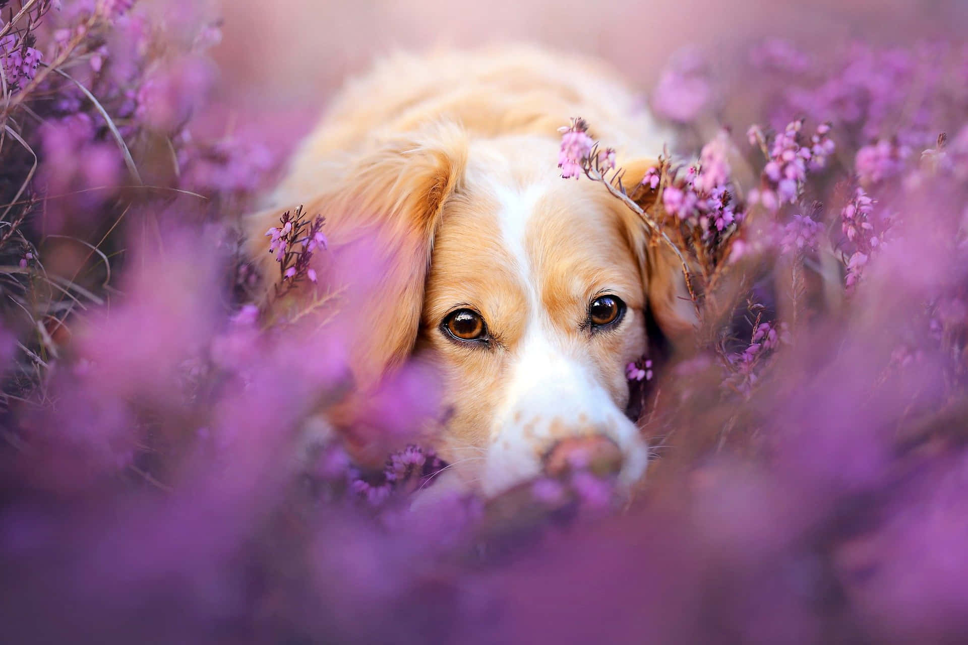 Cute Animal Purple Dog Picture