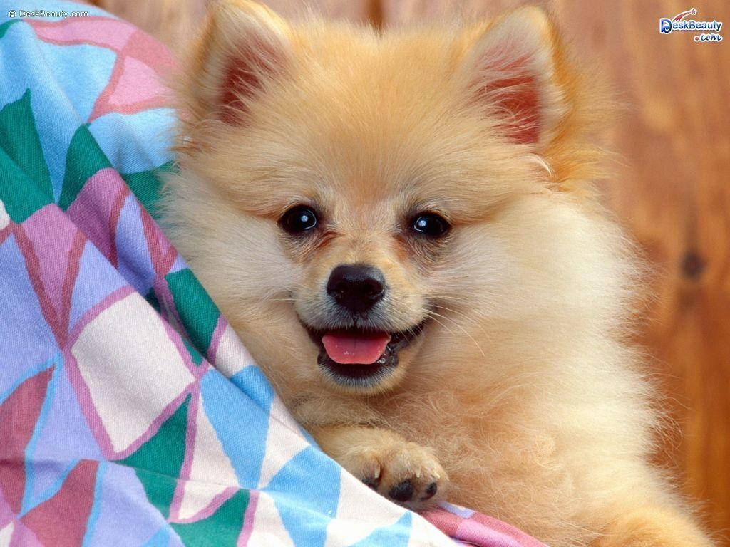 Sød dyre Pomeranian hund mønster tapet Wallpaper