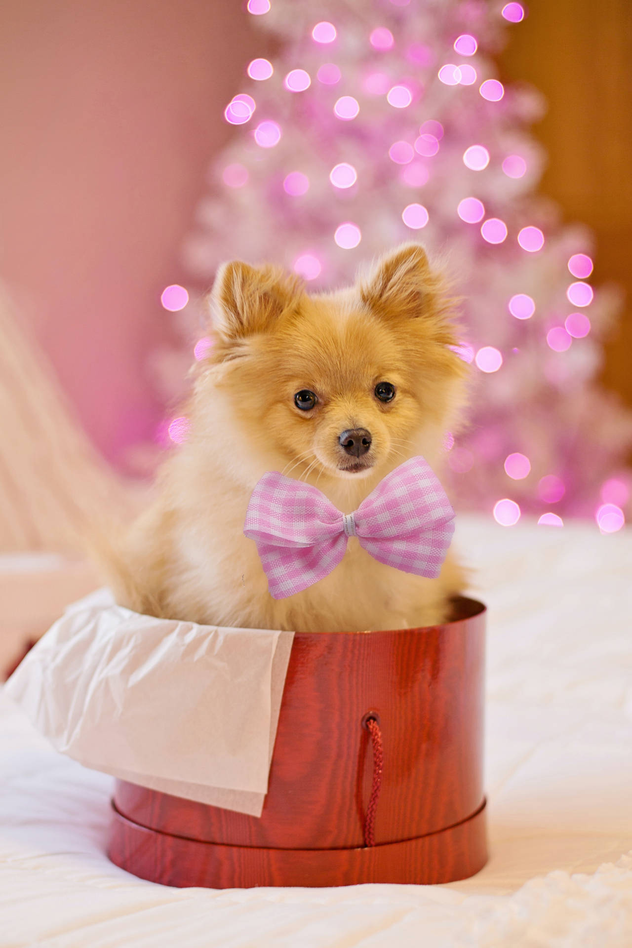 Cute Animal Pomeranian With Pink Ribbon Wallpaper