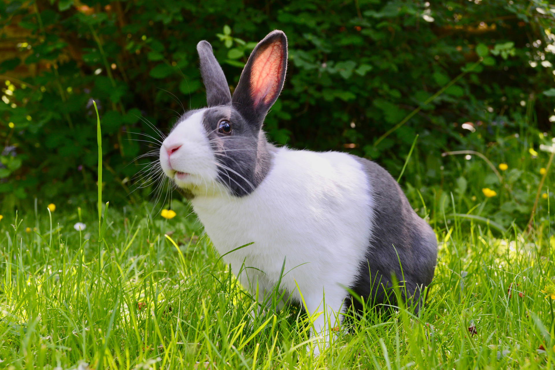 Cute Animal Rabbit In Garden