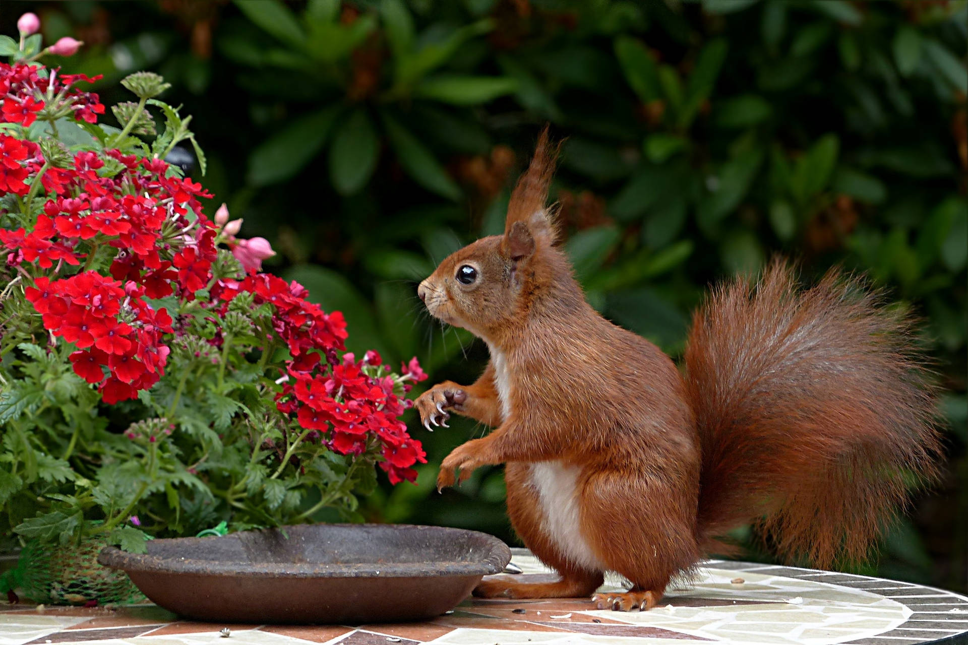 Cute Animal Red Squirrel Wallpaper