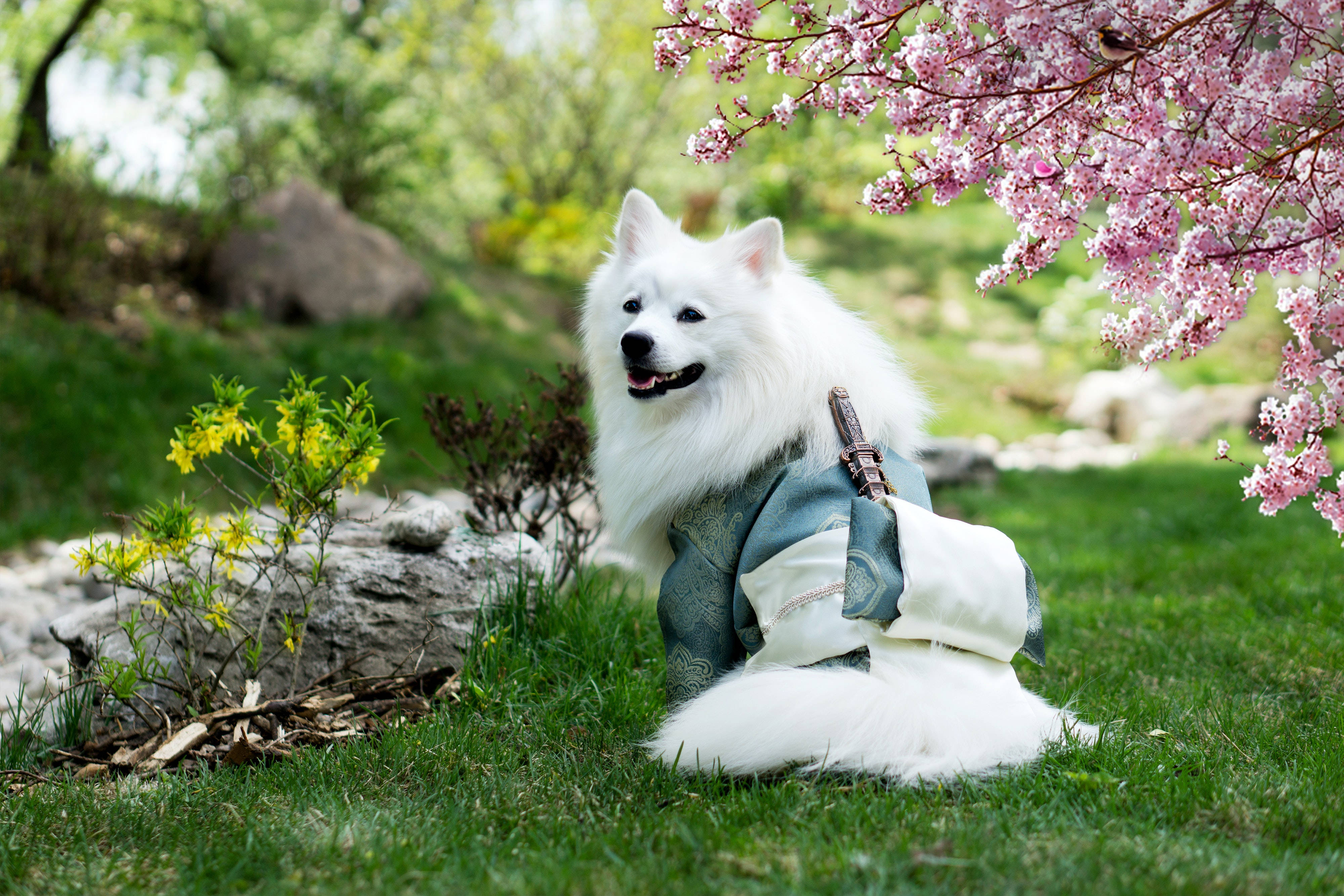 Cute Animal Samoyed Dog Wearing Japanese Kimono Background