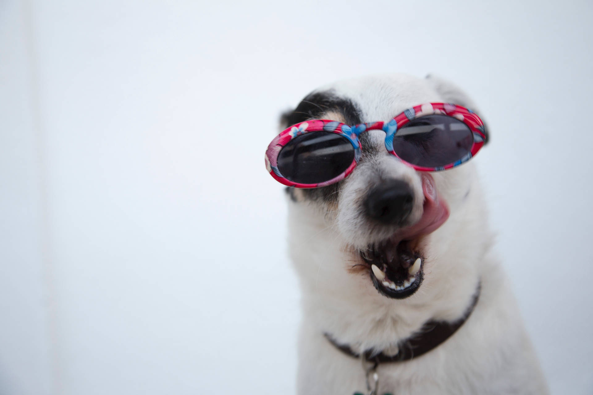 Cute Animal White Dog With Sunglasses Background