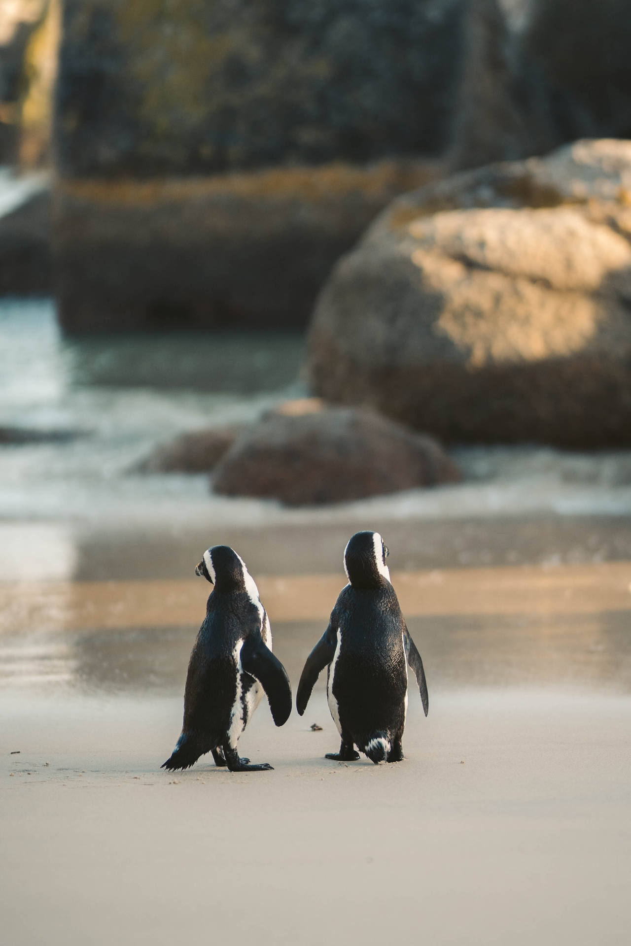 Cute Animals African Penguins Wallpaper