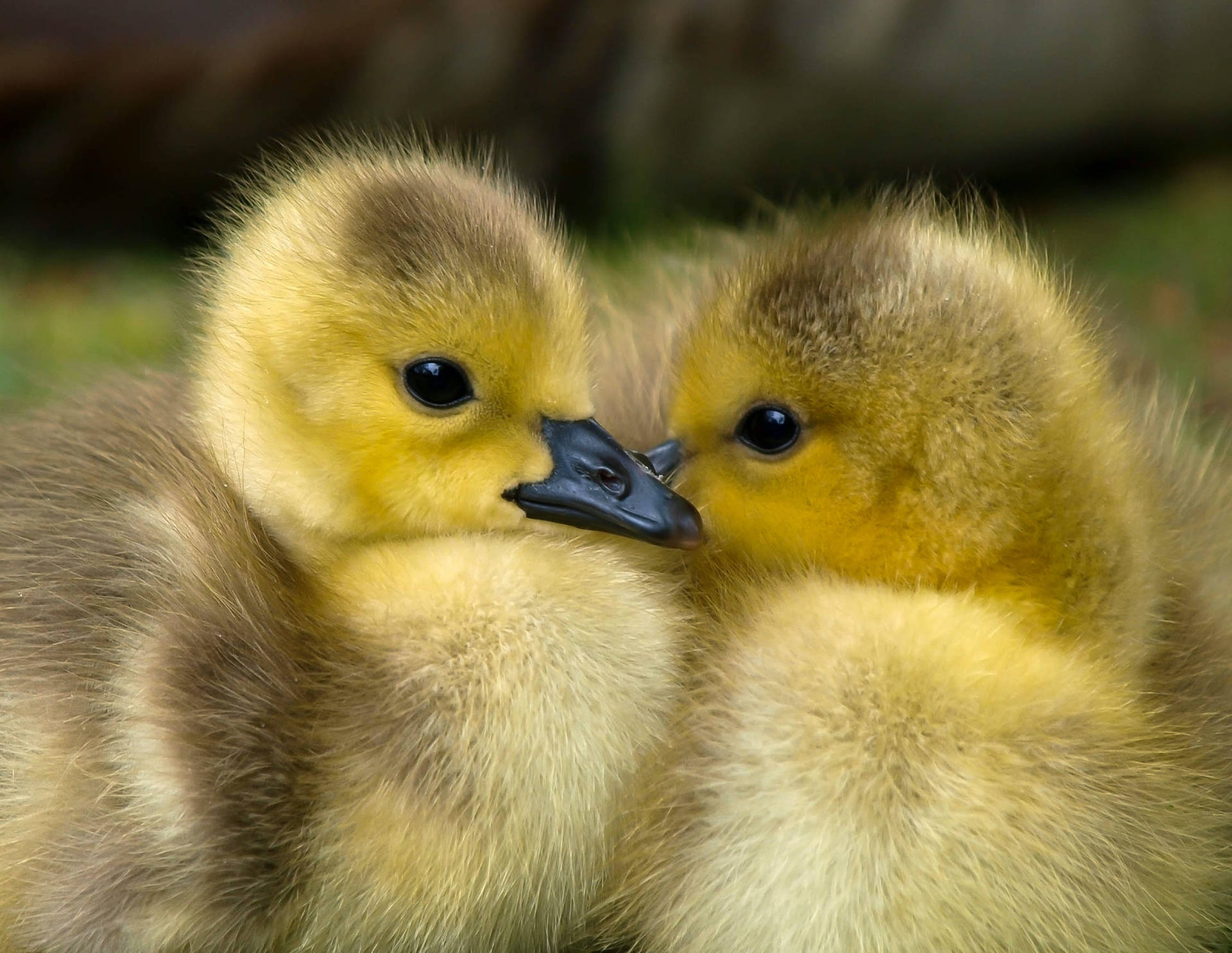 Cute Animals Ducklings Wallpaper