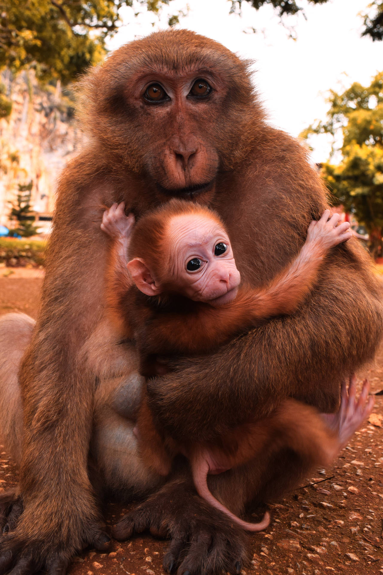 Animaisfofos Macaco Carregando Seu Filhote. Papel de Parede