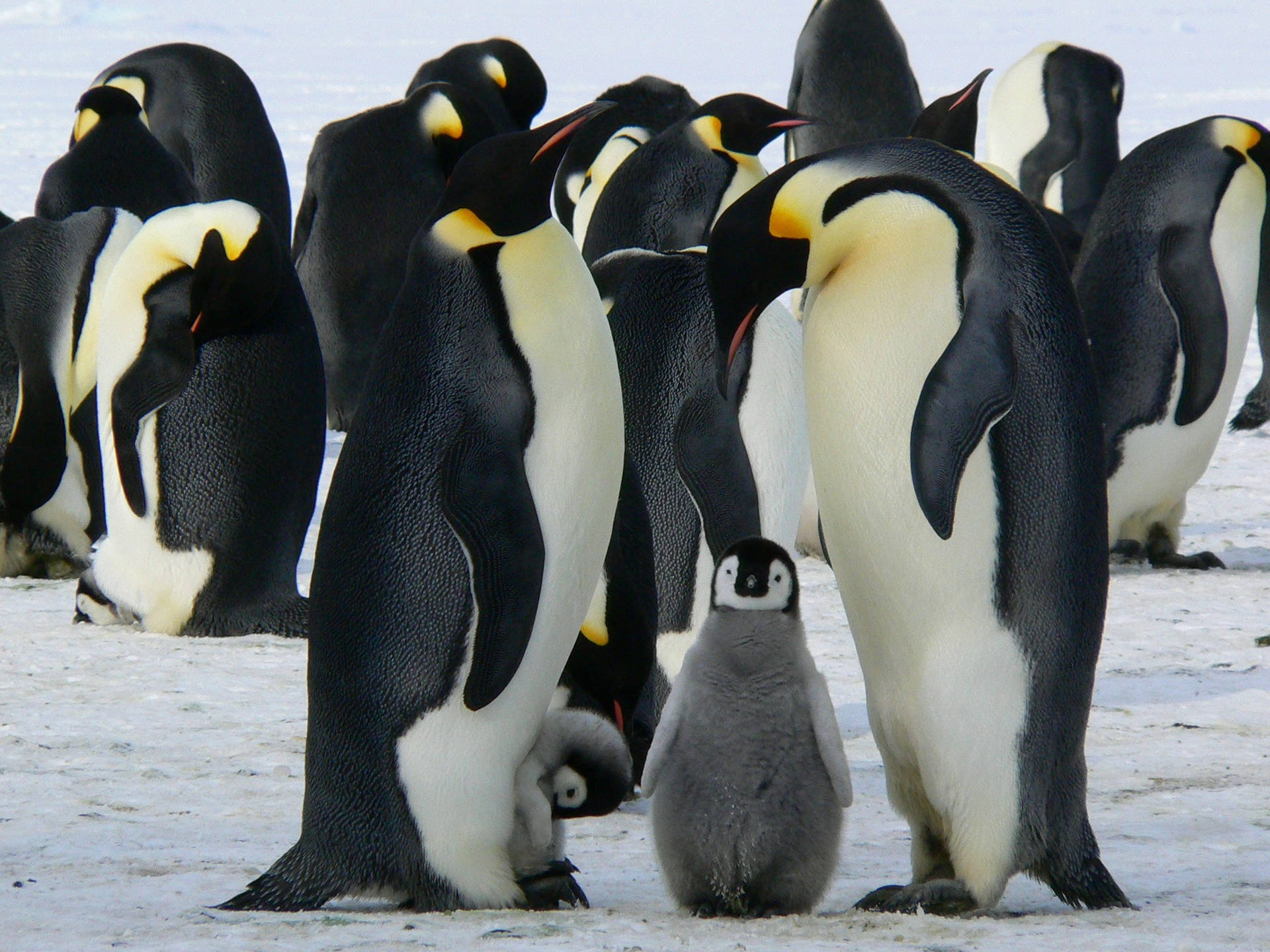 Cute Animals Waddle Of Penguins Wallpaper