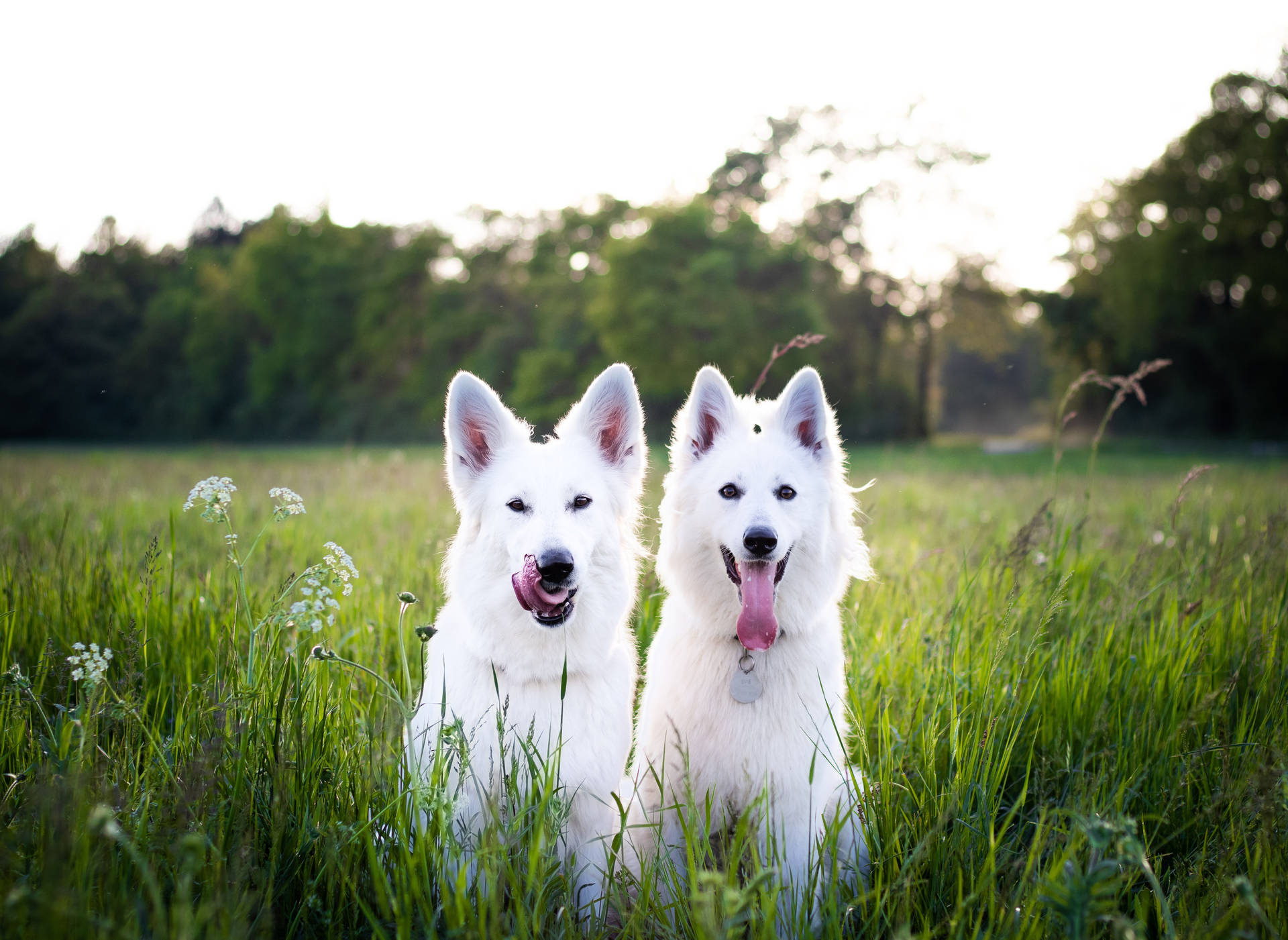 Cute Animals White Swiss Shepherd Dogs Wallpaper