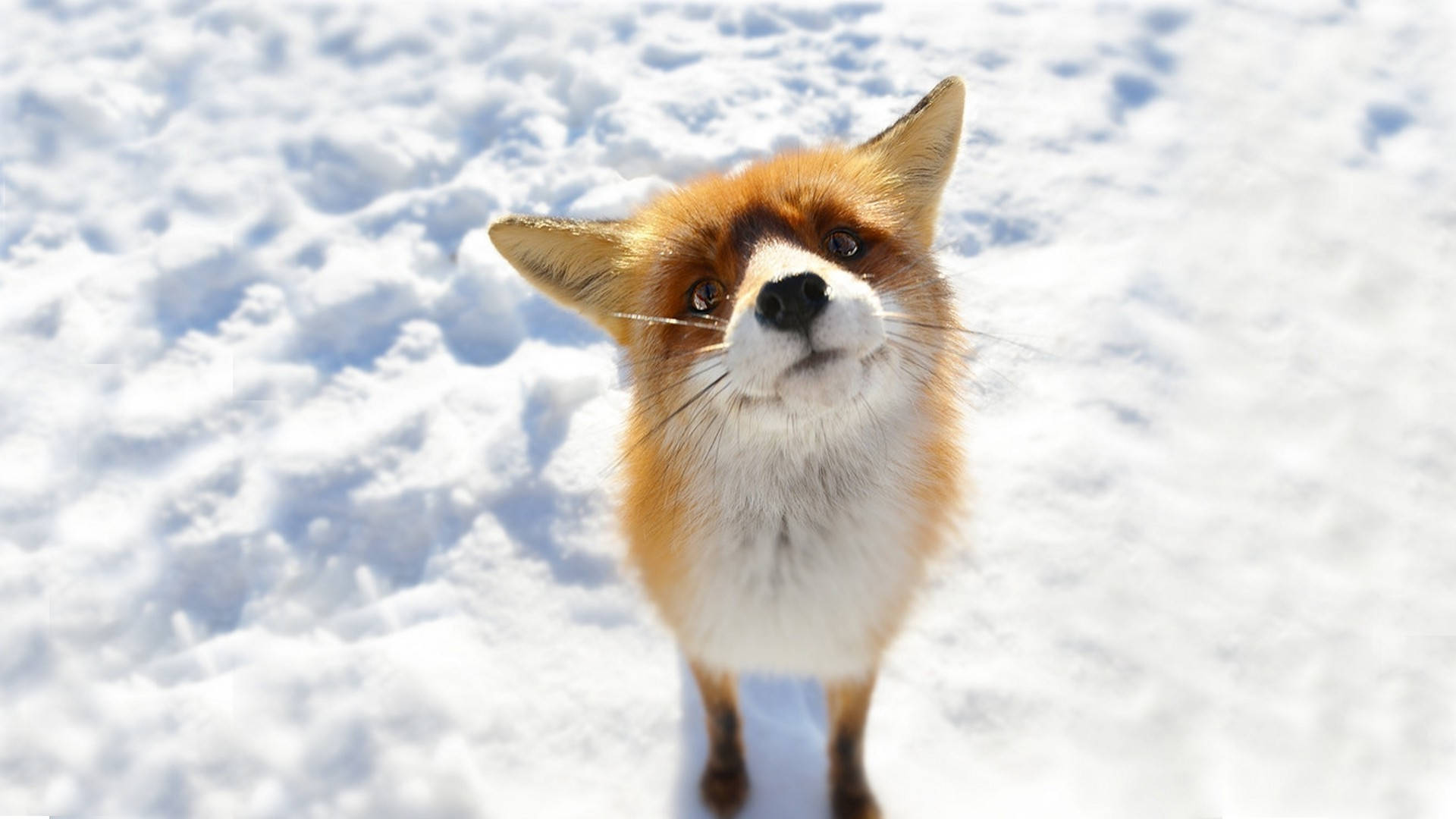 Adorable Arctic Fox in its Natural Habitat Wallpaper