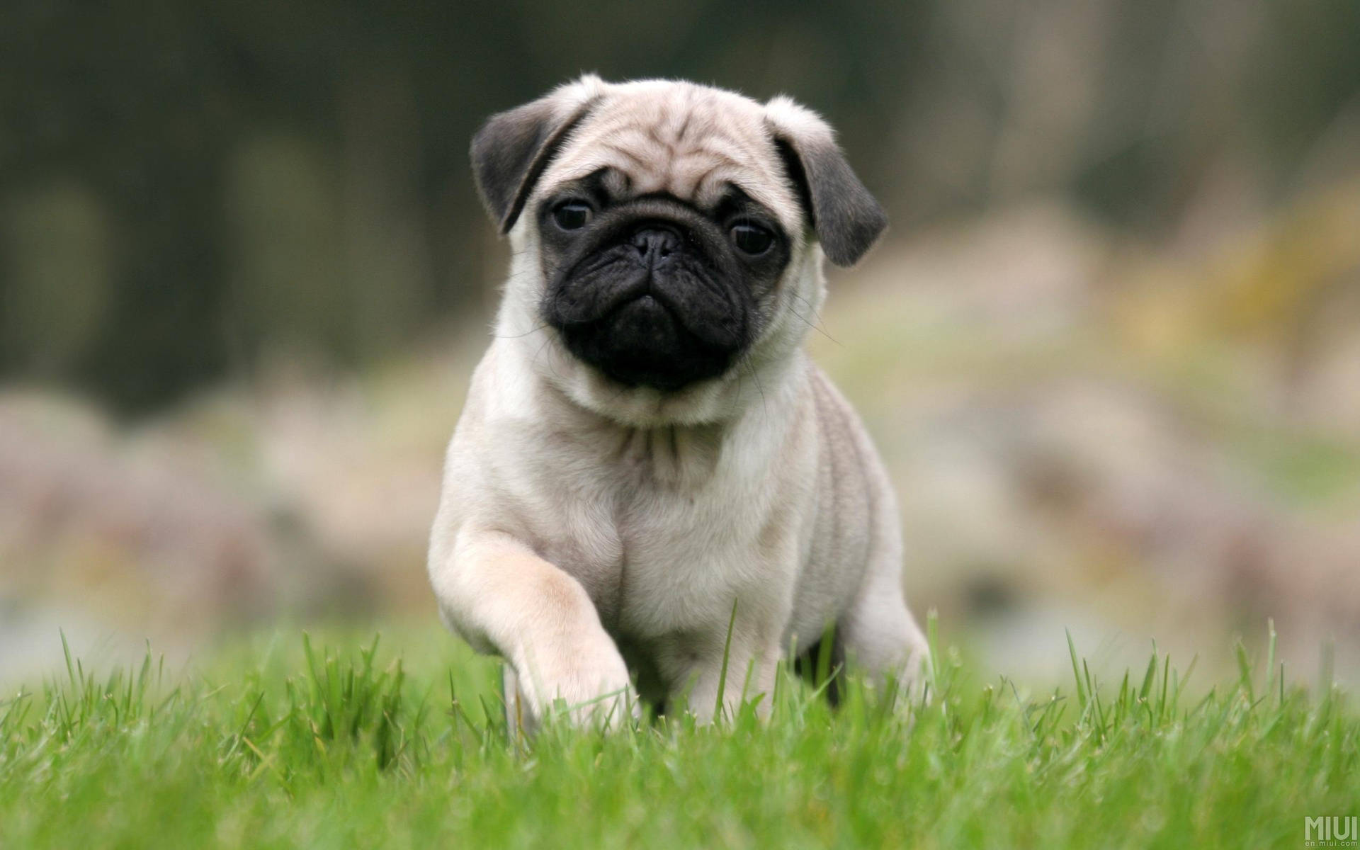 Cute Attractive Puppy On Grass Wallpaper