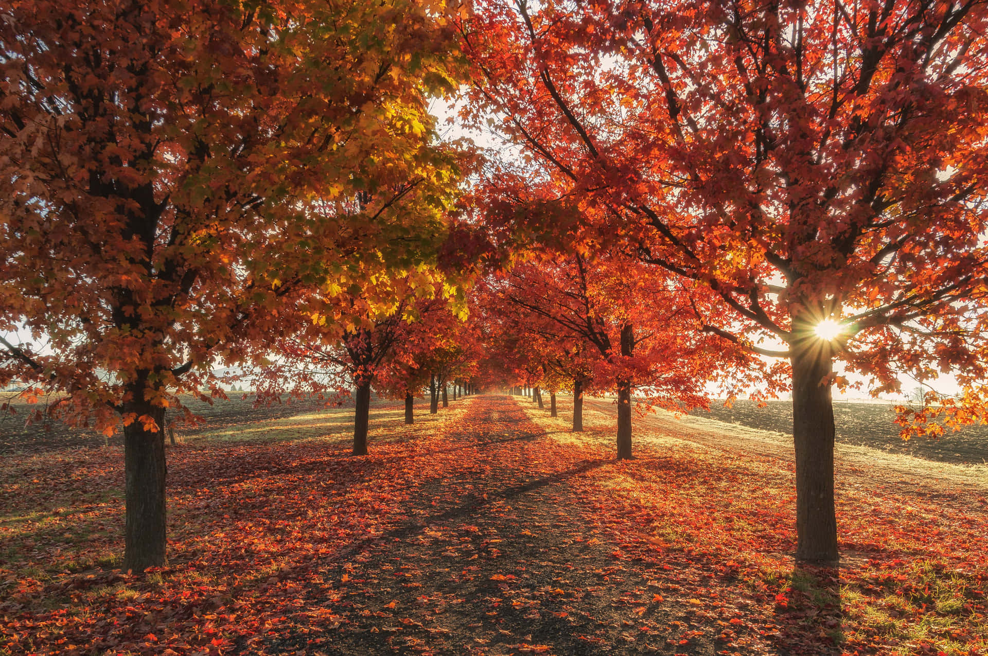 Einsüßes Bild Des Herbstes Wallpaper